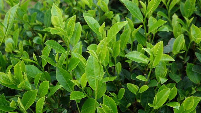 Nông dân được hưởng lợi đầu tiên khi sản xuất chè hữu cơ