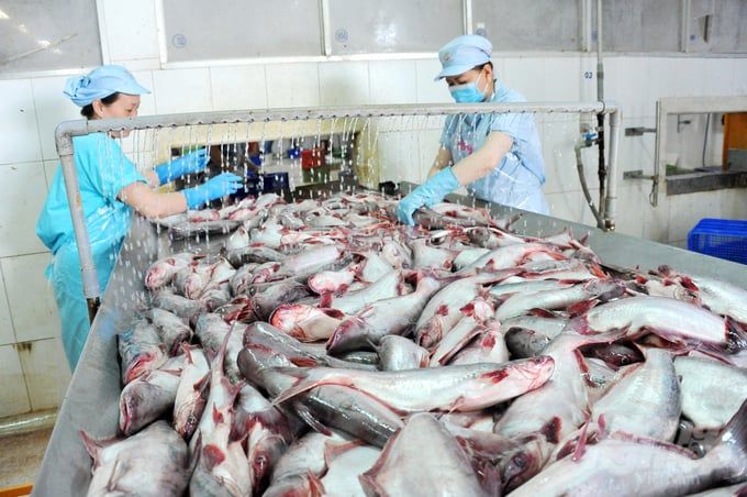 Sản xuất cá tra: Muốn thắng lợi phải biết nắm bắt thị trường