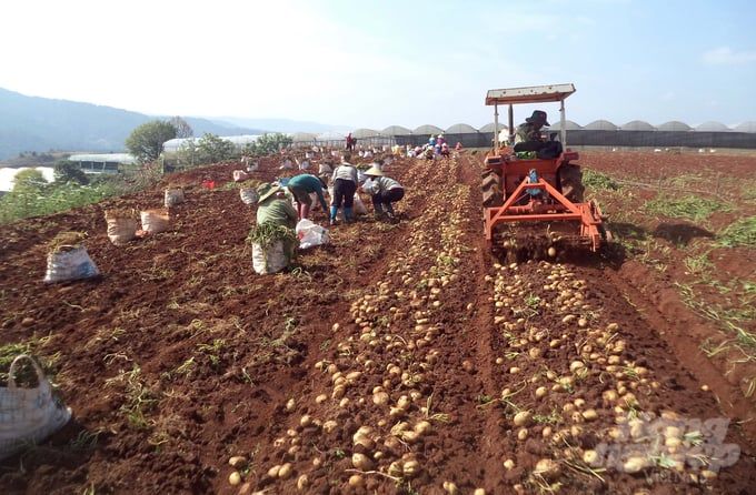 Giống mới, kỹ thuật mới giúp năng suất khoai tây tăng vọt