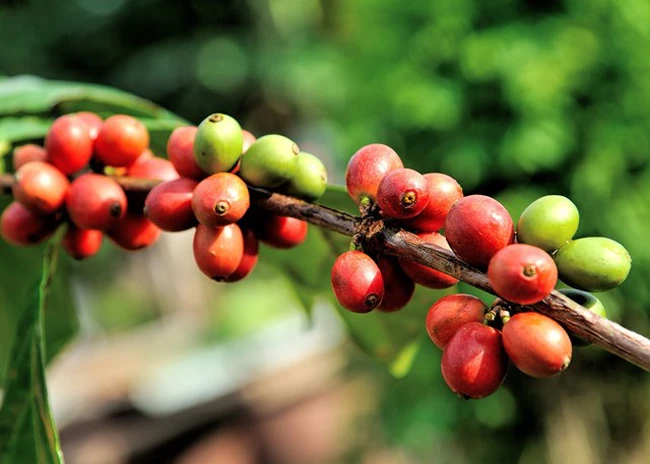 Giá cà phê ngày 18/12: Trong nước giá cà phê vượt mức 67.000 đồng/kg, thị trường thế giới biến động trái chiều
