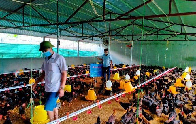 Chăn nuôi an toàn sinh học, kiểm soát chặt giết mổ