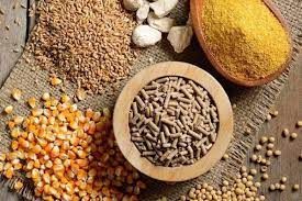 Giá thức ăn chăn nuôi hạ nhiệt đợt thứ 5, đà giảm có thể kéo dài đến đầu năm 2024