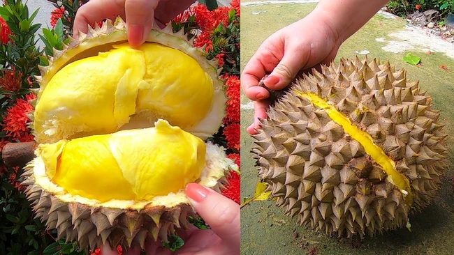 Giá sầu riêng ngày 19/12: Sầu Thái tiếp tục tăng giá, cán mốc 150.000 đồng/kg