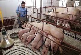 Ngành chăn nuôi cần chủ động hơn để tăng trưởng bứt phá