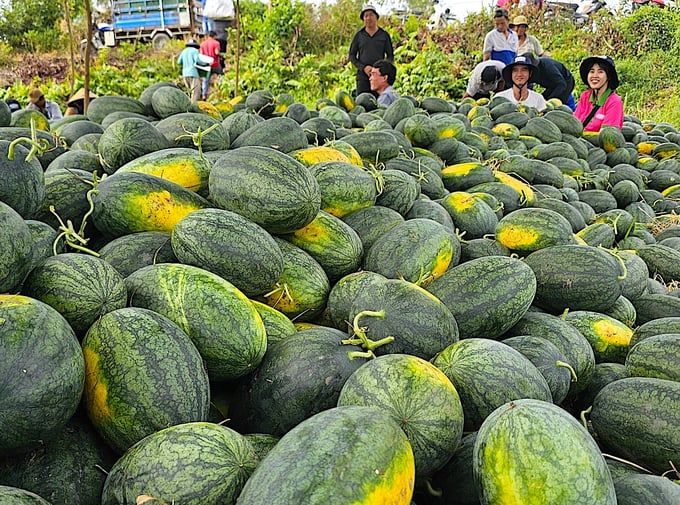 Chuyển đổi cơ cấu cây trồng, tăng thu nhập cho nông dân Tiền Giang