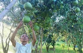 Hội Nông dân tỉnh Thừa Thiên Huế hỗ trợ hội viên mô hình tưới nước cho cây thanh trà