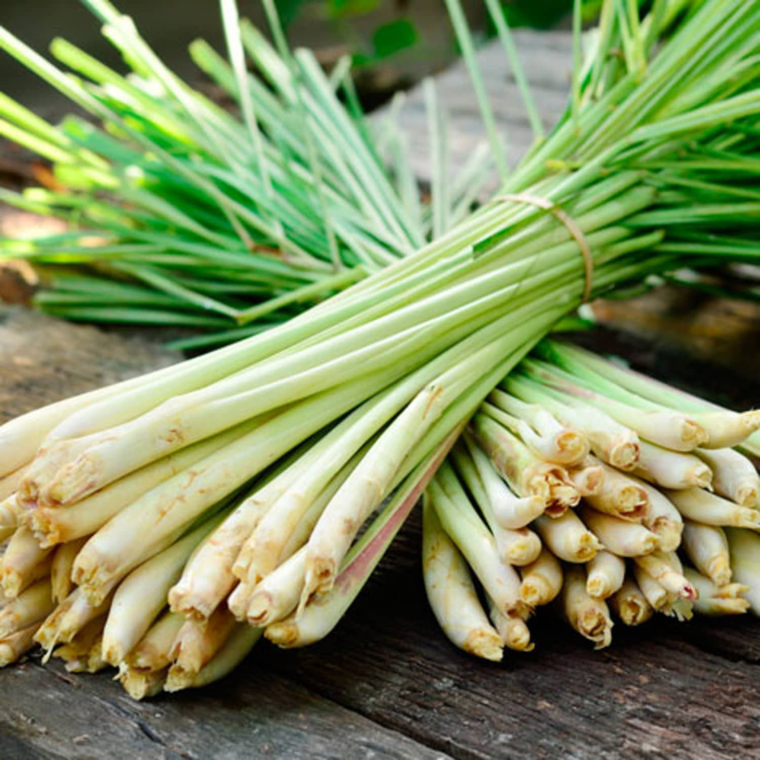 Loại cây gia vị 