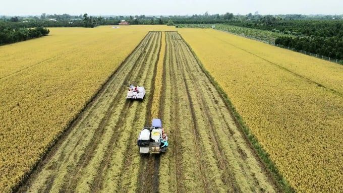 10 điểm nghẽn, 4 giải pháp để phát triển chuỗi giá trị lúa gạo bền vững