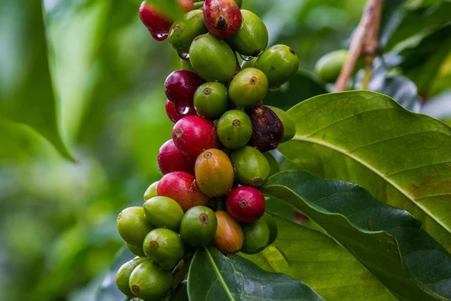 Giá cà phê ngày 21/12: Cà phê Robusta 