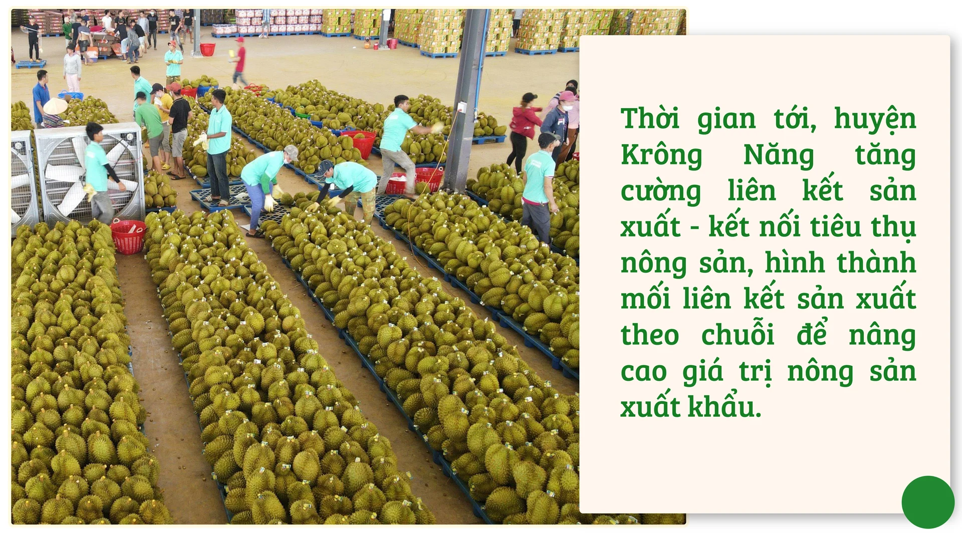 Đắk Lắk xây dựng các chương trình để phát triển các cây trồng chủ lực phục vụ xuất khẩu, từ đó nâng tầm giá trị nông nghiệp địa phương.
