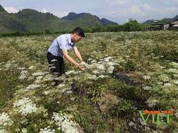 Lai Châu: Hỗ trợ nông dân chuyển đổi cơ cấu cây trồng vật nuôi, xây dựng nông thôn mới