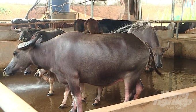 Chăn nuôi trâu, bò hàng hóa an toàn sinh học1