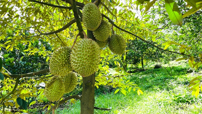 Giá sầu riêng ngày 21/12: Sầu Thái giá cao nhất 151.000 đồng/kg, càng ngày càng khan hàng