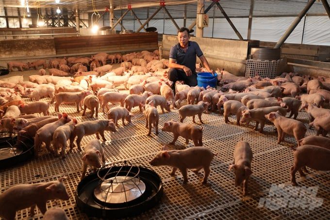 'Tuyệt chiêu' dung dịch lên men giúp heo kháng bệnh, nhanh lớn