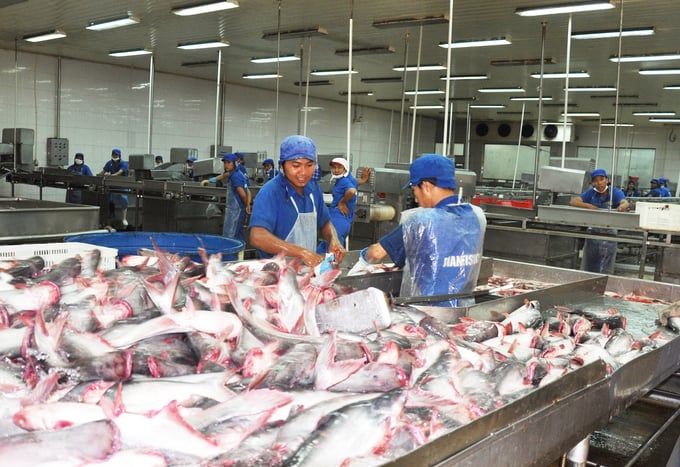 Xuất khẩu cá tra sang Hoa Kỳ vì sao giảm tới 81% so với cùng kỳ?