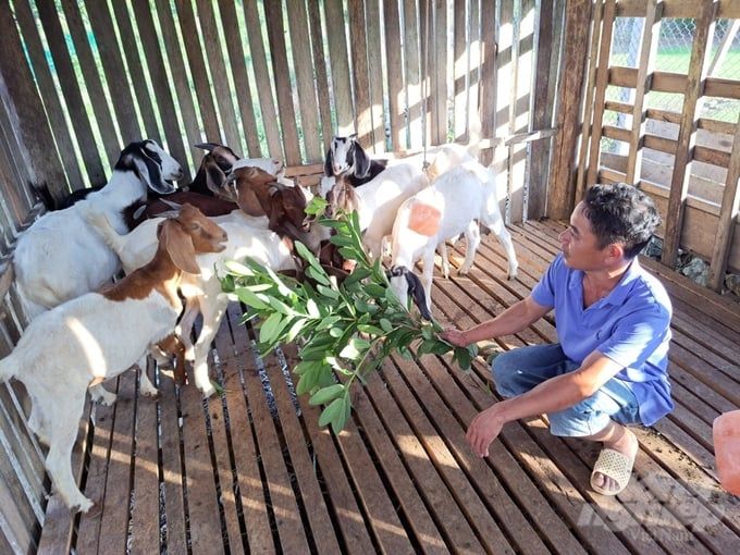 Nuôi dê sinh sản tạo đòn bẩy để hộ nghèo vươn lên