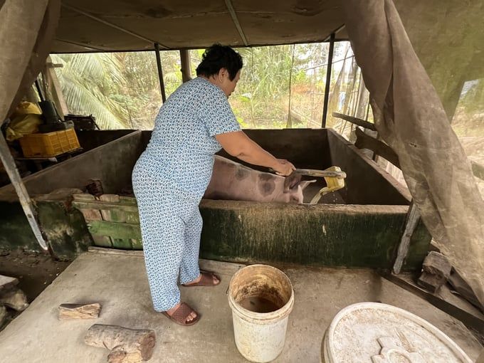 Kiểm soát hiệu quả không để dịch tả heo Châu Phi tái phát ở Cà Mau