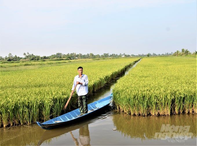 Sản xuất lúa chất lượng cao và cấp mã số vùng trồng để xuất khẩu