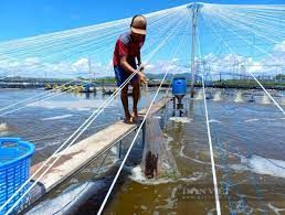 Nuôi tôm vụ Tết, sao nông dân giỏi từ miền Đông đến miền Tây đều 