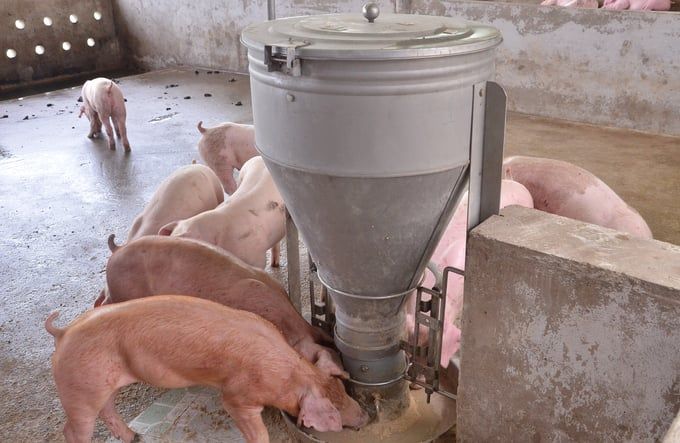 Bạc Liêu: Gỡ khó khăn cho ngành chăn nuôi
