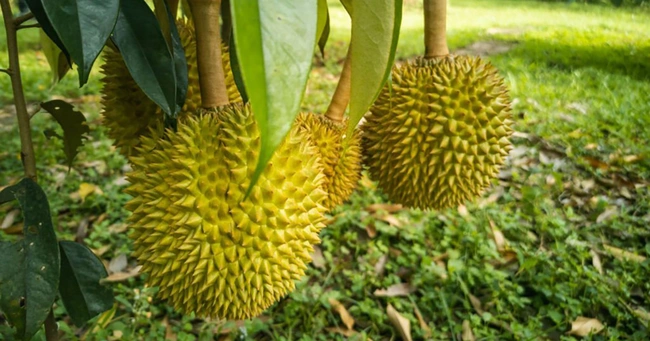 Giá sầu riêng ngày 24/12: Nhà vườn miền Tây thu tiền tỷ nhờ sầu riêng nghịch vụ, giá sầu riêng cao chót vót