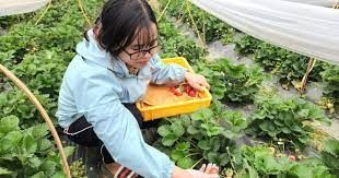 Nhiều hoạt động tư vấn, hỗ trợ nông dân khởi nghiệp sáng tạo ở Than Uyên