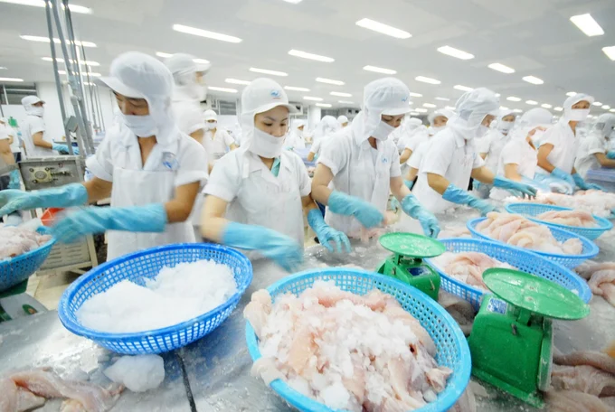 Cá tra đón nhiều tin vui từ thị trường Hoa Kỳ