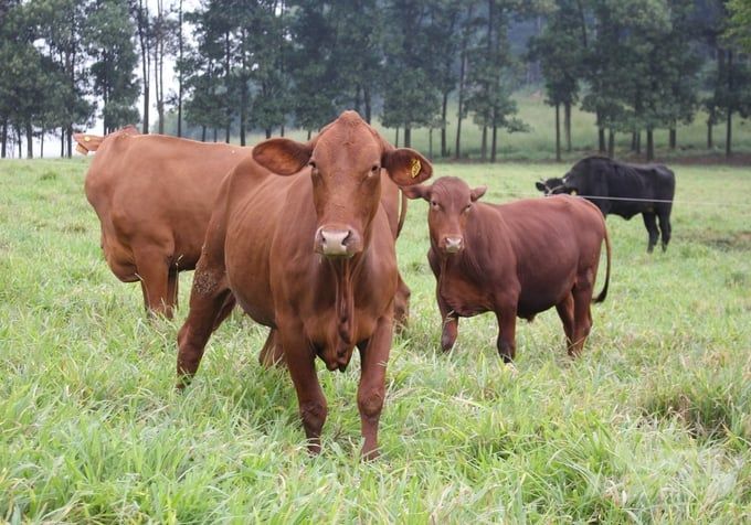 Chăn nuôi bò thịt đang rất khó khăn
