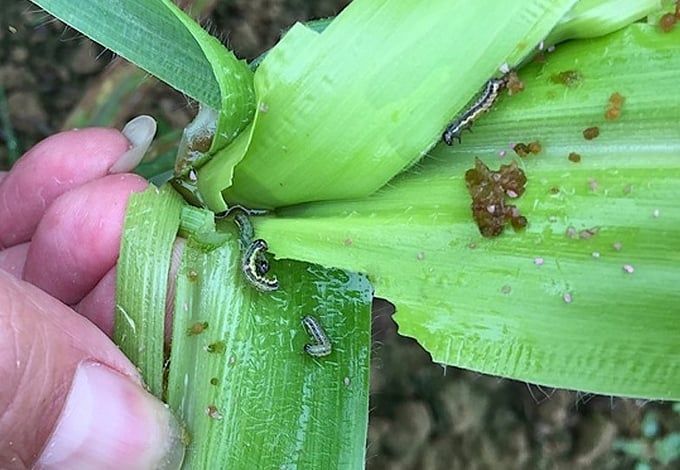 Sử dụng tác nhân sinh học để quản lý sâu keo mùa thu bền vững