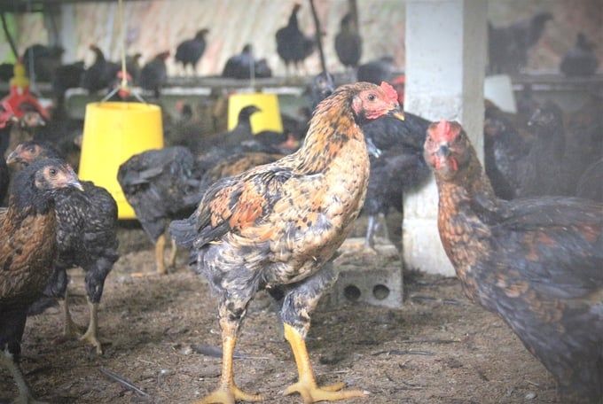 Thu hẹp khoảng cách giữa chính sách và thực tiễn trong chăn nuôi