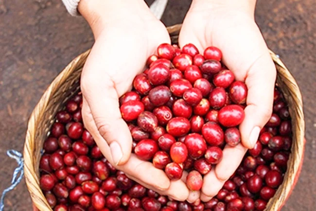 Giá cà phê ngày 26/12: Cà phê trong nước chạm mốc 68.000 đồng/kg