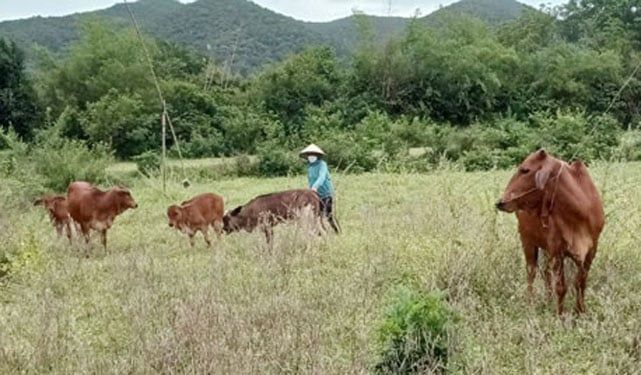 Giống bò 3B mở ra hiệu quả cho chăn nuôi ở miền núi cao