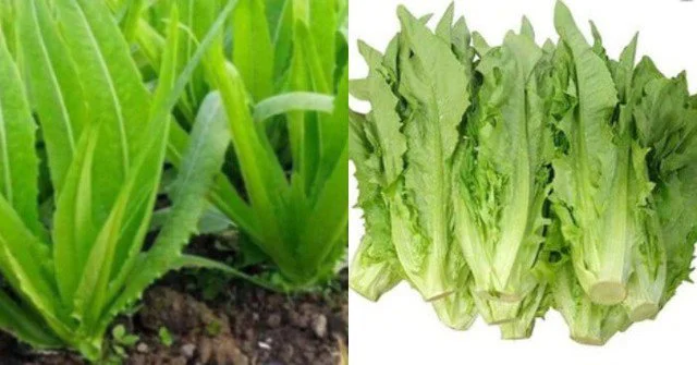 Thêm một loại rau mùa đông giàu canxi, axit folic, vitamin, ăn thường xuyên sẽ đẩy lùi bệnh xương khớp