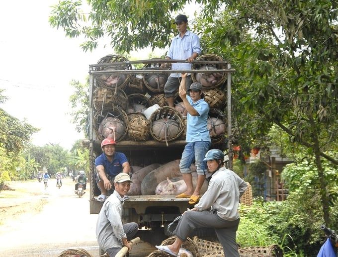 Bảo toàn đàn vật nuôi thời điểm cuối năm