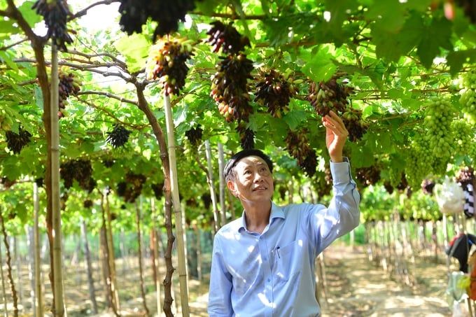 Ninh Thuận đặt nhiều kỳ vọng vào nông nghiệp hữu cơ
