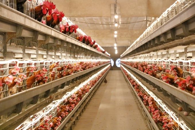 Công nghệ là yếu tố then chốt nâng tầm giống gà Mía