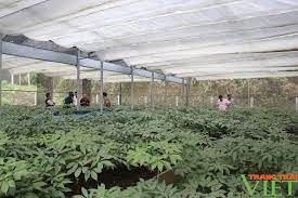 Sơn La: Mở rộng diện tích trồng sâm Ngọc Linh tại các huyện vùng cao