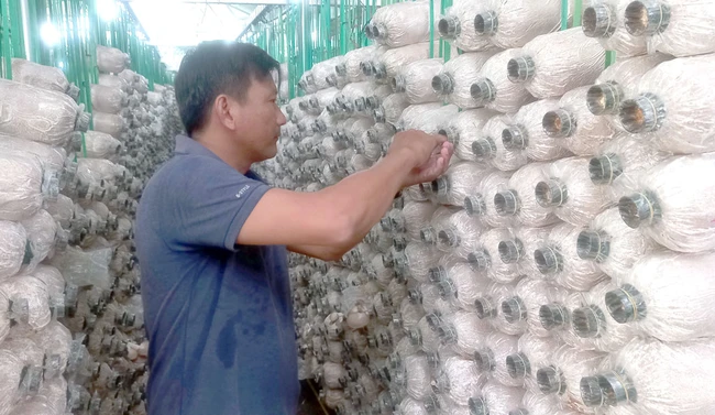 Đây là những cây trồng mới đang mang lại thu nhập tốt hơn hẳn cho nông dân Long An