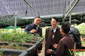 Lai Châu-Sơn La: Chia sẻ kinh nghiệm phát triển cây Sâm Lai Châu gắn với quản lý, bảo vệ, phát triển rừng