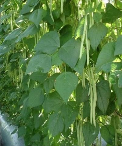 Cách trồng và chăm sóc đậu trạch lai(đậu que hay đậu cove)
