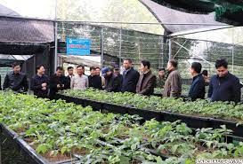 Lai Châu - Sơn La: Chia sẻ kinh nghiệm phát triển cây Sâm Lai Châu gắn với quản lý, bảo vệ, phát triển rừng 