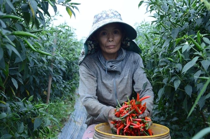 Sản xuất 'du canh', liên kết yếu cản đường cấp mã số vùng trồng