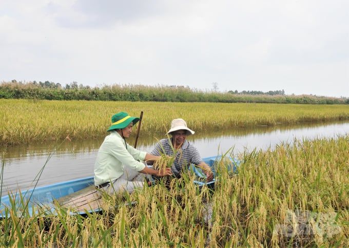 Trồng cỏ năn tượng cải thiện đất nhiễm mặn trong mô hình tôm - lúa