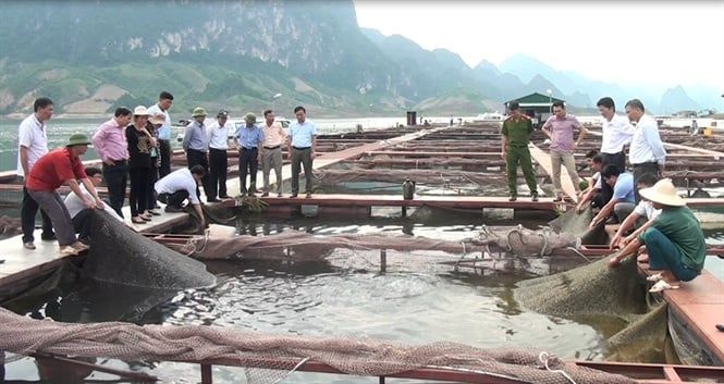 Quỳnh Nhai nuôi cá lồng và làm nước mắ