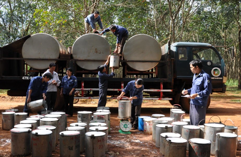 Doanh thu, lợi nhuận lao dốc, Tập đoàn Công nghiệp Cao su hạ kế hoạch lợi nhuận gần 1.000 tỷ đồng