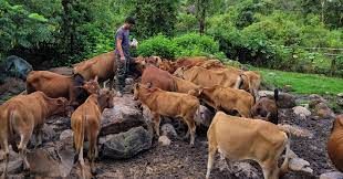 Nông dân Điện Biên Đông vượt khó vươn lên làm giàu