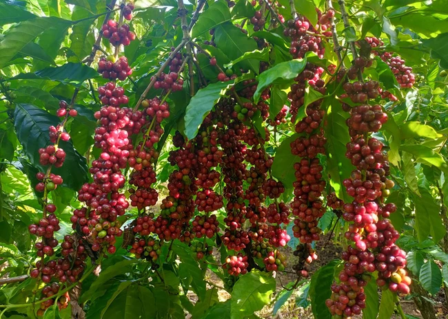 Giá cà phê ngày 1/1: Giá cà phê đồng loạt giảm trong phiên đầu năm
