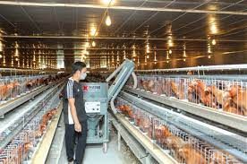 Chủ động phòng chống dịch, đàn lợn, gà ở Bắc Ninh tăng trưởng mạnh
