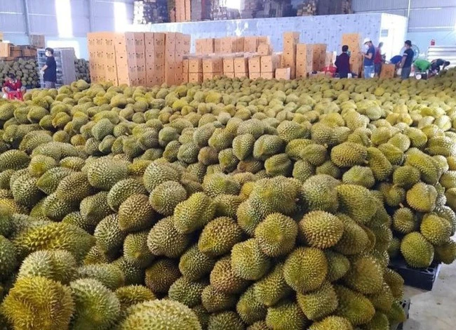 Giá sầu riêng ngày 2/1: Sầu riêng kỳ vọng thu về 3,5 tỷ USD năm 2024, một năm sầu riêng được giá