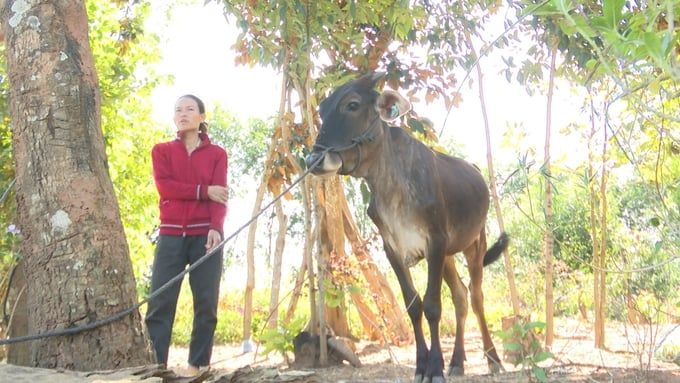 Bất cập việc cấp bò sinh sản cho hộ nghèo nhưng chỉ nhận được bê con